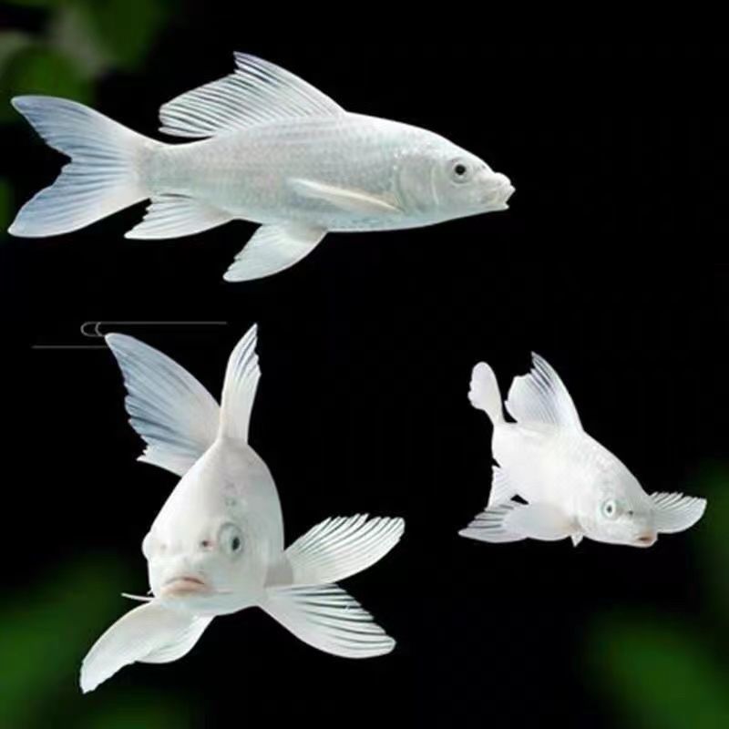 纯种白金龙凤锦鲤活体观赏鱼金鱼黑金黄金龙凤冷水淡水风水发财鱼