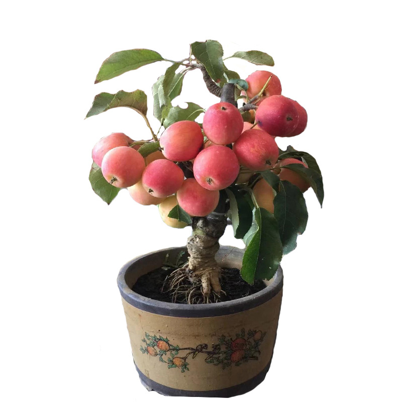 批发嫁接苹果盆景树苗红富士南方北方种植盆栽水果树阳台室内盆景