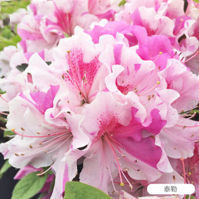 安酷杜鹃紫红伞康乃馨泰勒喜阳星光多季开花花园庭院观花常绿灌木
