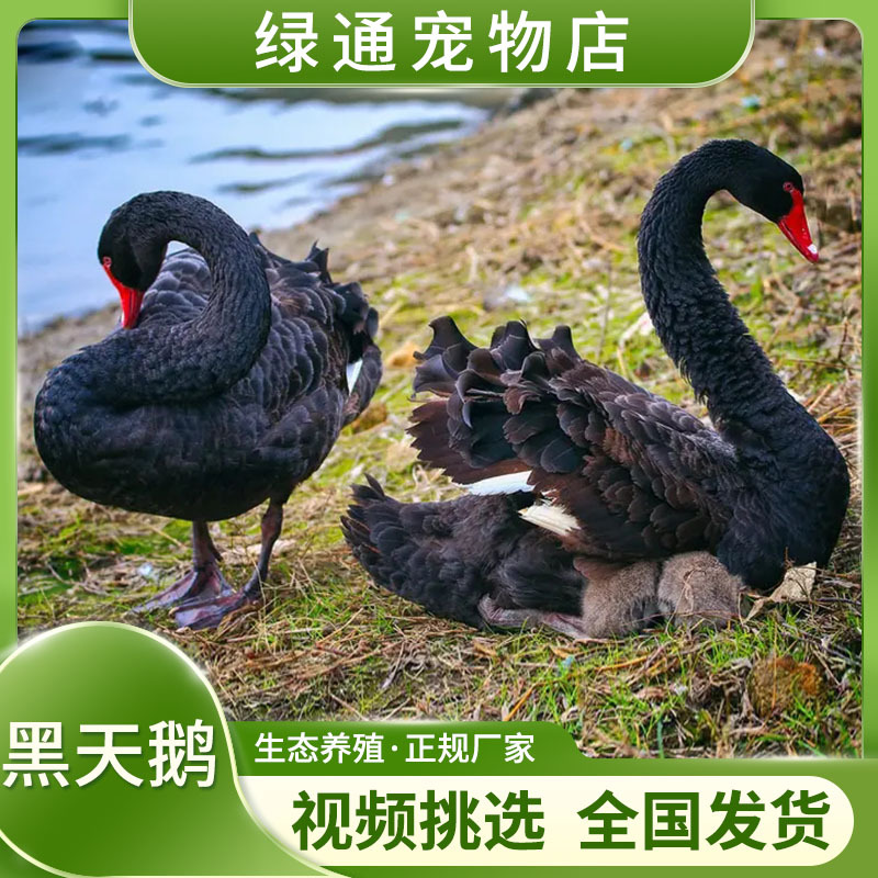 景区活体黑天鹅 农场观赏黑天鹅 养殖场出售2000只黑天鹅苗包技术