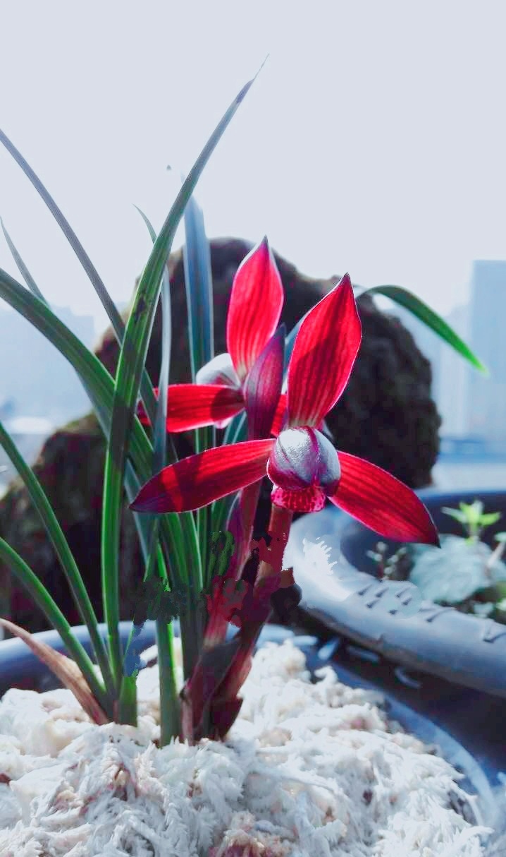 包邮名品兰花苗春兰色花【娄山红】阳台庭院绿植盆景