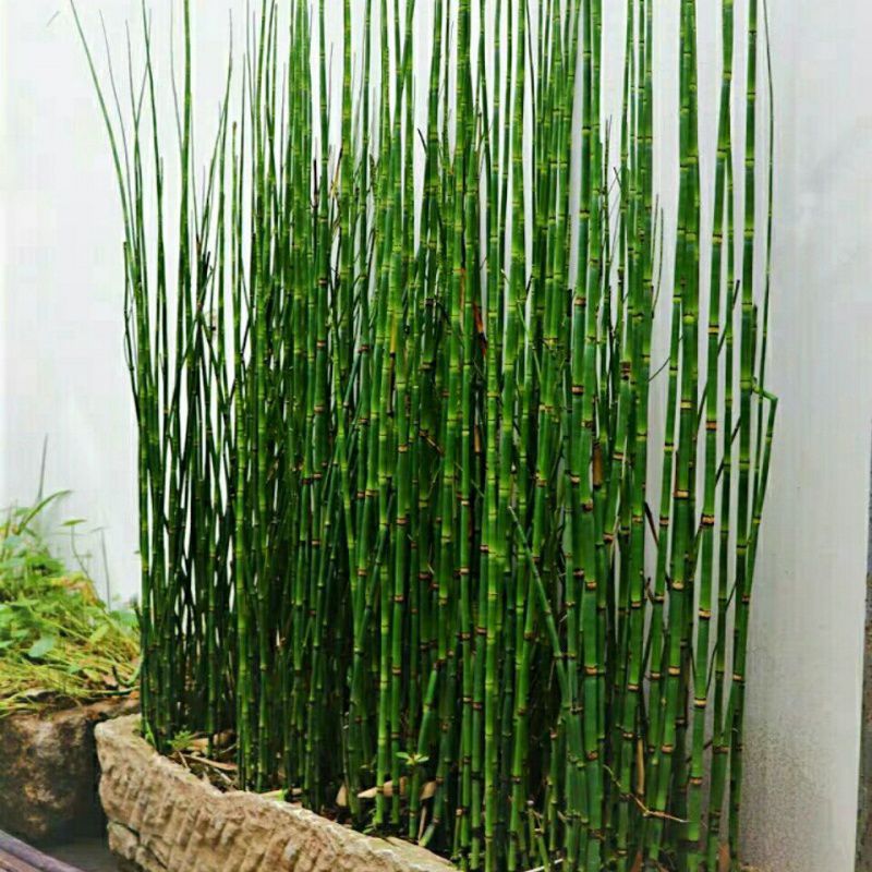3斤笔管盆栽木贼盆栽带根庭院客