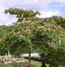 一件代发耐寒合欢花树苗绒花树银叶金芙蓉花苗别墅庭院南北方种植