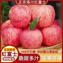 【洛川苹果】陕西正宗洛川红富士苹果新鲜脆甜礼盒水果整箱批发批发