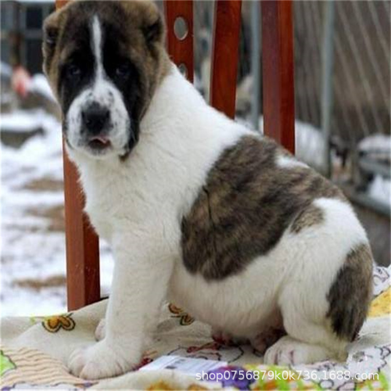 俄罗斯中亚牧羊犬幼犬猎狼犬家养护卫犬活体超大巨型猛犬出售