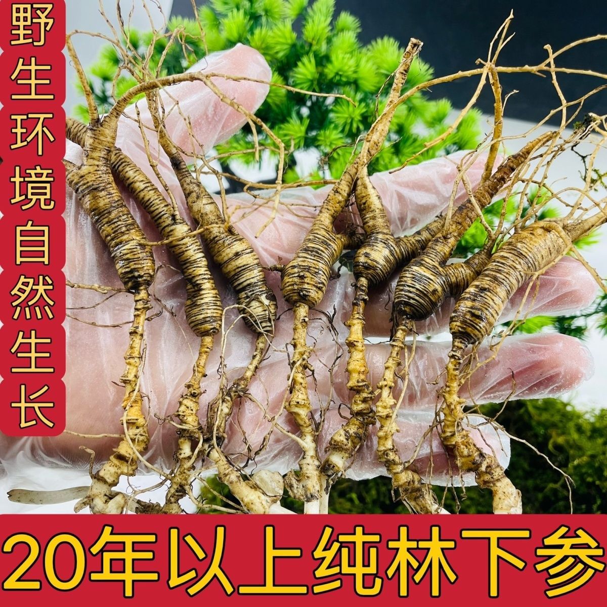 二十年左右长白山林下参野山参带土新鲜人参东北土特产送礼佳包邮