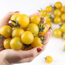 黄色小番茄新鲜千禧圣女果夏日阳光小西红柿孕妇生吃水果蔬菜