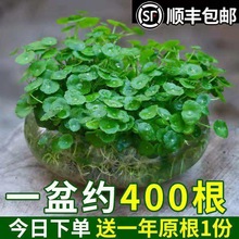 水培植物铜钱草金钱草带叶子室内水养花卉鱼缸绿植盆栽四季好养