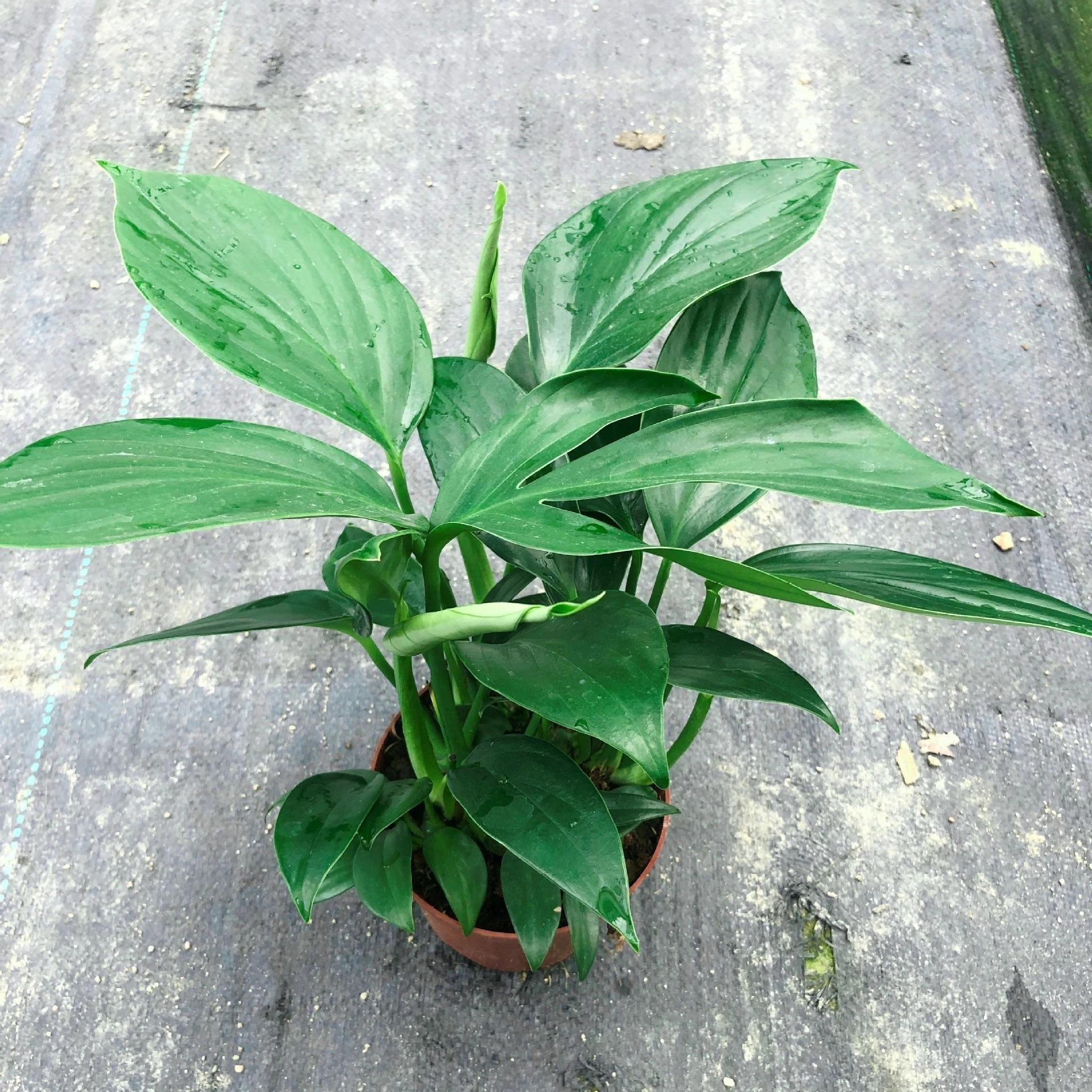 基地直销 绿植盆栽 盆栽花卉 居家绿植 植物花卉 麒麟尾110