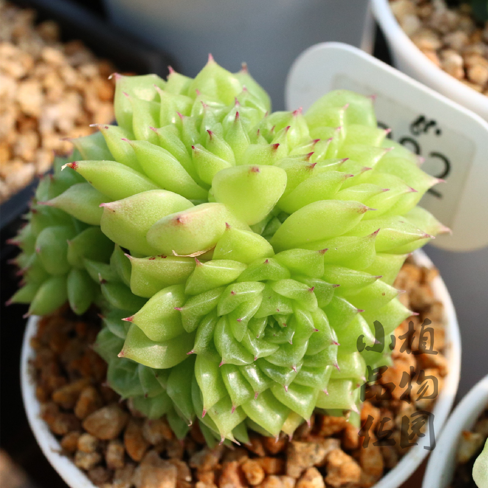 缥缈 麦秆飘渺 多肉植物一物一拍群生长睫毛宽叶麦秆小品位植物园