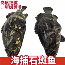 海鲜水产石斑鱼老虎斑东星斑黑翅鱼黑鲷鱼龙胆石斑鱼鲜活野生速冻