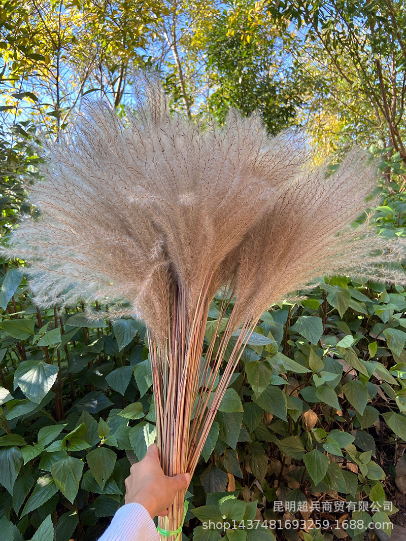 【软毛小拂尘】灰白小拂尘花小芦苇外贸货源