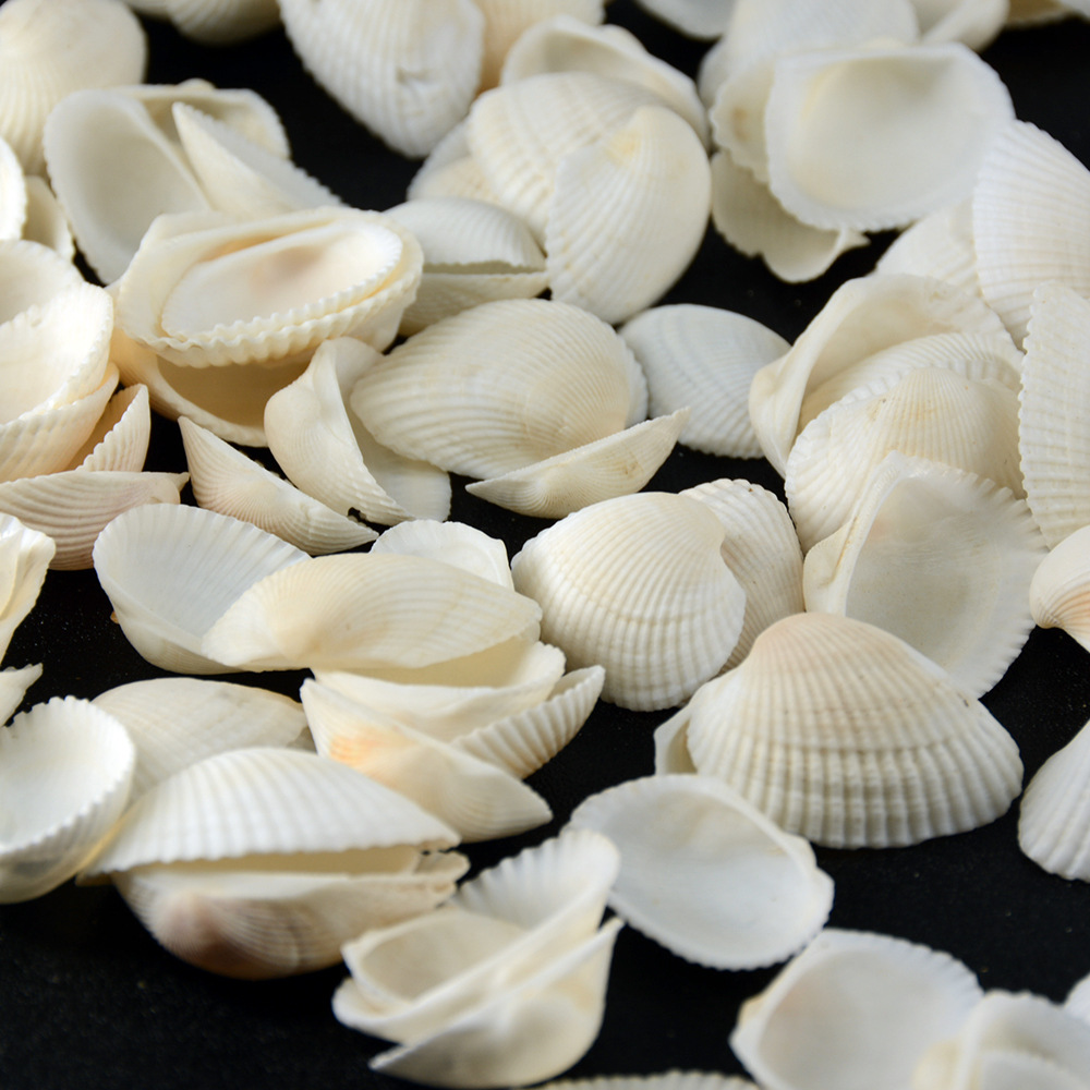 0成交636件相似血蛤钳子开蛤工具花蛤钳开口器花哈钳毛蚶夹血蚌血哈夹