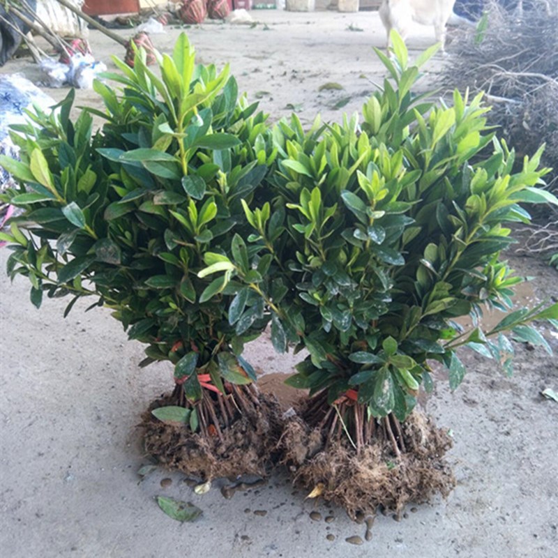 基地批发杜娟 毛杜娟小苗 观花绿化工程苗 常绿灌木植物杜鹃苗