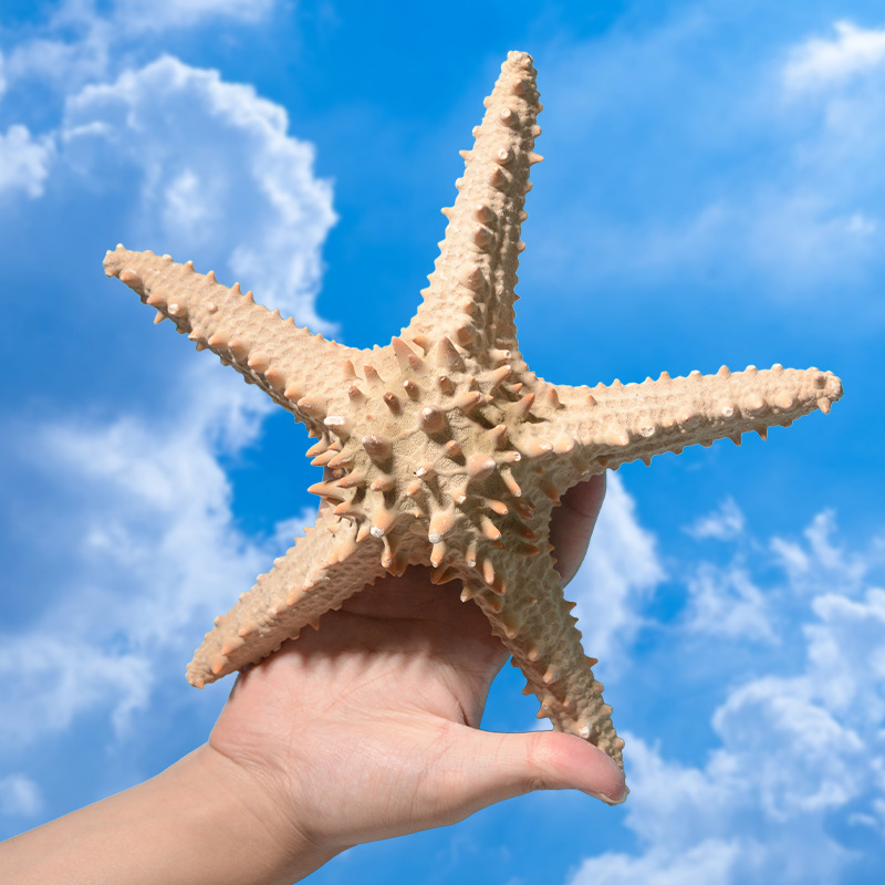 天然巨无霸大海星海螺贝壳海星标本巨无霸海星装饰品摄影摆件批发