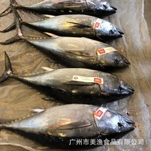 冰鲜金枪鱼澳洲黄鳍整条黄鳍大目金枪鱼店庆用40-100斤/条需预定