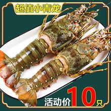 8只大青龙虾冷冻海鲜澳洲花龙澳龙波龙越南新鲜小青龙虾批发价