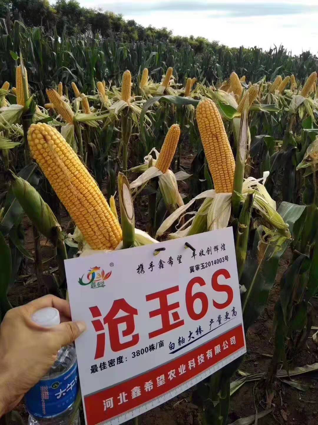 玉米杂交种沧玉6s 大穗玉米种子 粮食蔬菜种子批发