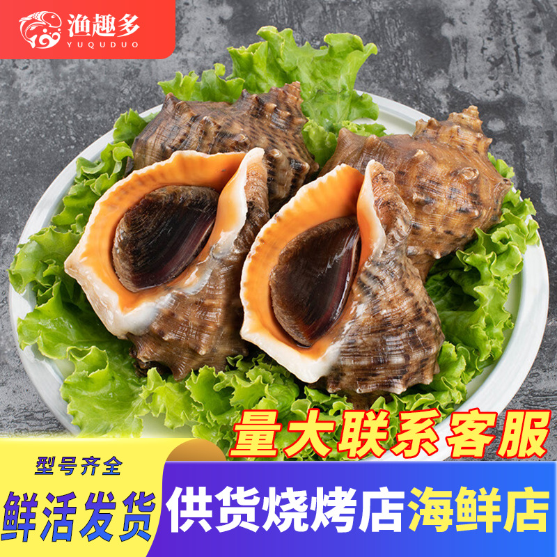 鲜活超大海螺海捕特大贝壳类海鲜水产海螺批发烧烤餐饮商用整箱