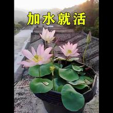 碗莲籽水培植物四季花卉莲花莲子花种子花种籽子睡莲水养荷花盆栽