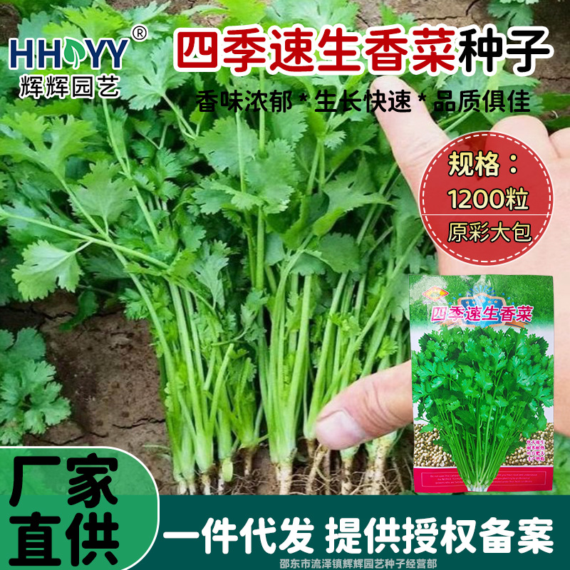 四季速生香菜种子大叶香菜籽阳台庭院盆栽大田四季种植香菜种子