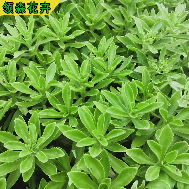 三七景天公园绿化工程花卉 宿根地被植物三七景天盆栽批发-阿里巴巴