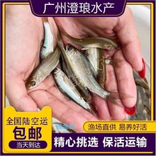 基地直发 鲮鱼苗 麦鲮鱼苗 土鲮鱼苗 活体饲料鱼 鲮鱼水花供应