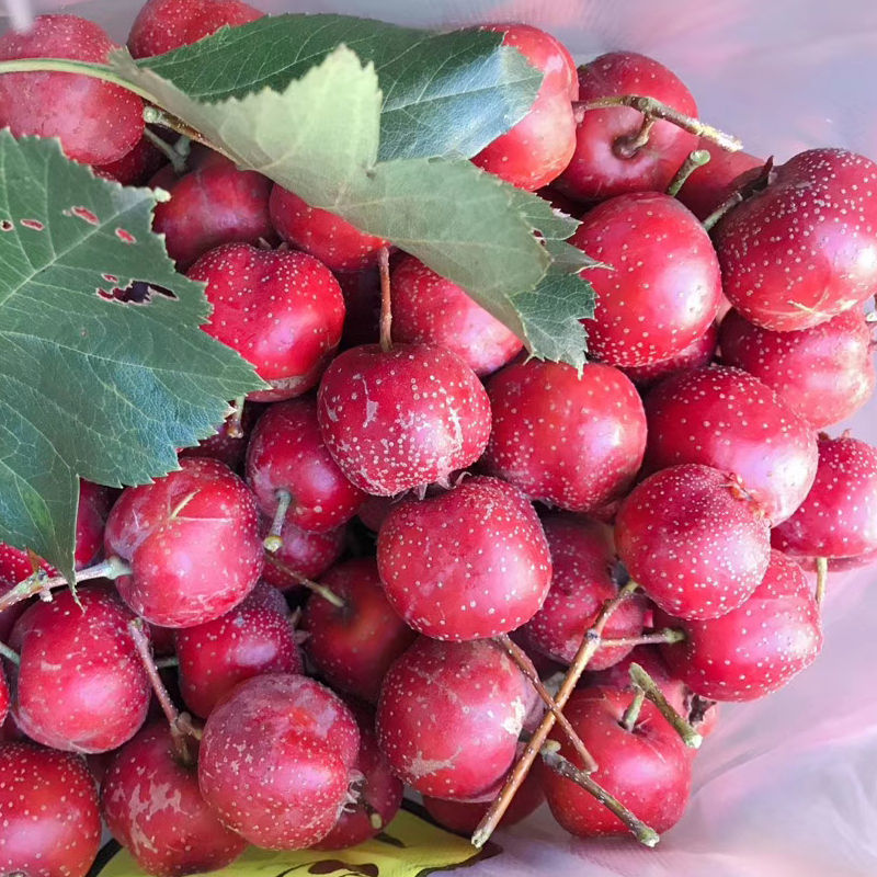 新货新鲜山楂果棉球山里红果大金星歪把红五棱山楂水果糖葫芦包邮