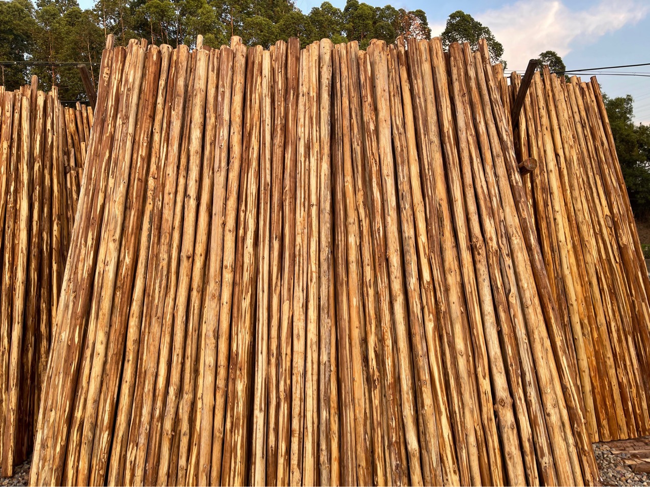 支撑木 衫木 绿化支撑木