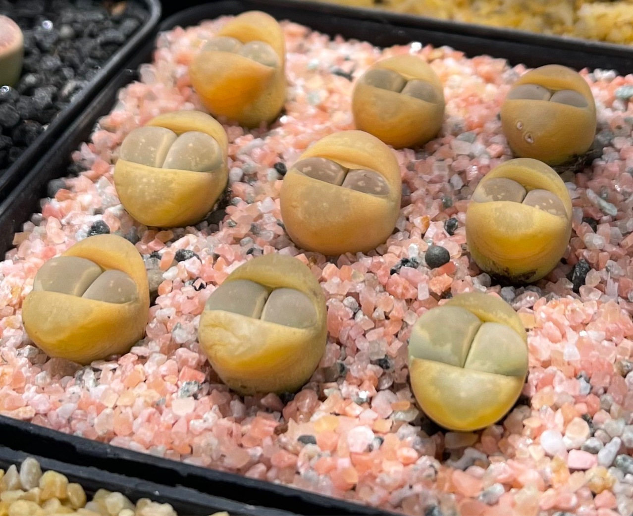 盆栽球形迷你番杏科多肉植物生石花大内玉黄大内绿大内绿植盆栽