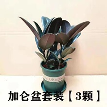 黑金刚橡皮树室内花卉金钻榕树吊兰植物桌面小绿植盆栽吸甲醛植物