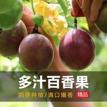 百香果种子鸡蛋果种子甜香紫百香果种子春秋四季田园阳台水果种子