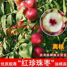 珍珠枣油桃云南现摘甜蜜桃珍珠早小油桃当季纯甜新鲜水果节日礼品