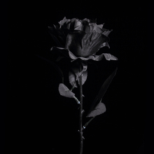 黑色仿真玫瑰花 黑暗jk写真拍照摄影道具 哥特黑玫瑰假花花束装饰