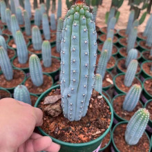 【基地直供】仙人柱多肉植物盆净化空气绿植花卉盆栽 蓝色鸡腿柱