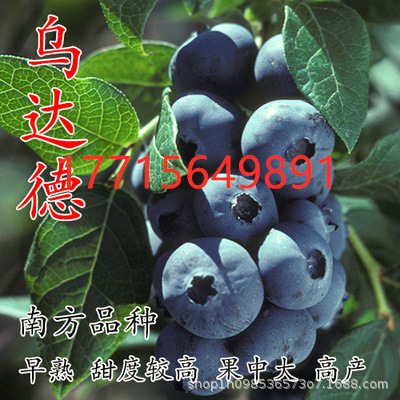 特大果蓝莓水果树苗新品种乌达德蓝莓大树苗盆栽地栽南方北方种植