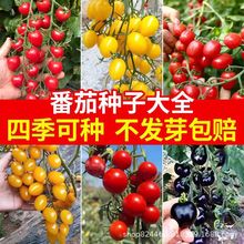樱桃番茄千禧圣女果种子苗子蔬菜孑春季四季种植沙瓤盆栽庭院阳台