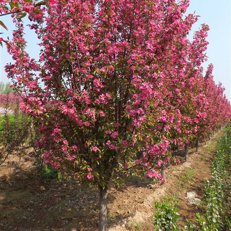 北美海棠苗木-北美海棠苗木厂家,品牌,图片,热帖-阿里巴巴