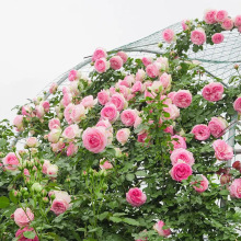 蔷薇花苗藤本月季大花浓香庭院爬藤植物花卉四季开花盆栽阳台玫瑰