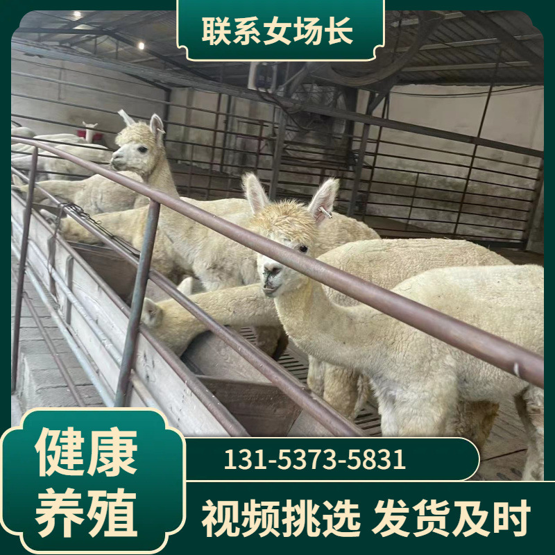 宠物羊驼活体幼崽 景区观赏亲人宠物羊驼 成年观赏羊驼多少钱一只