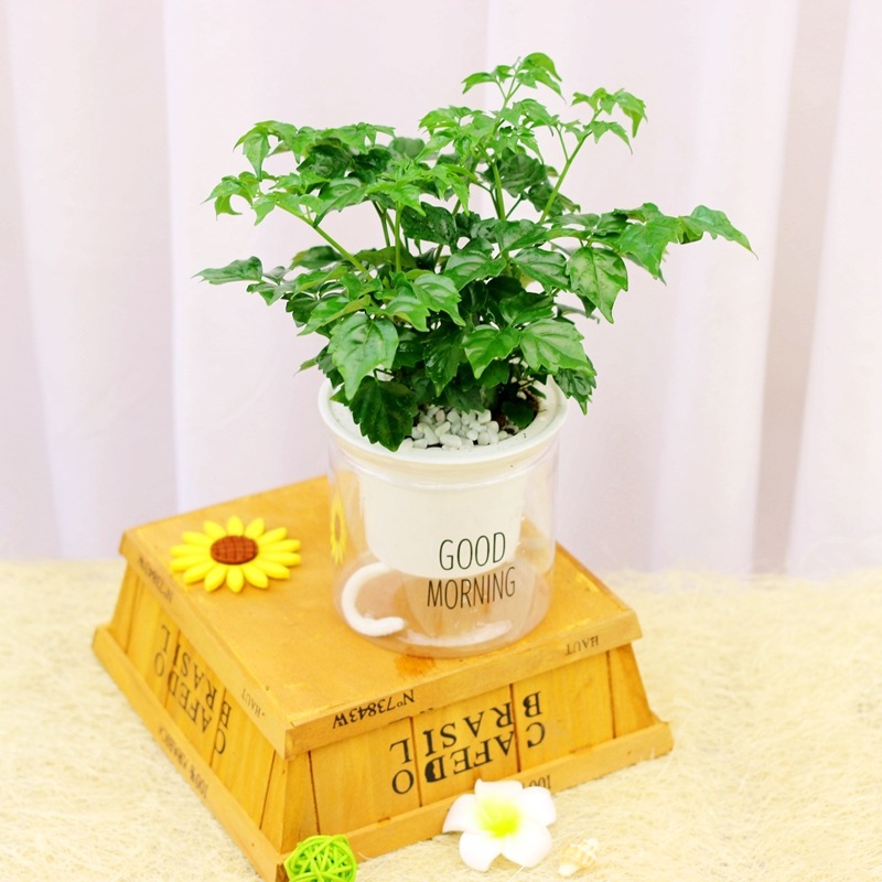 幸福树盆栽室内客厅四季常青植物办公桌面小绿植好养花卉净化空气