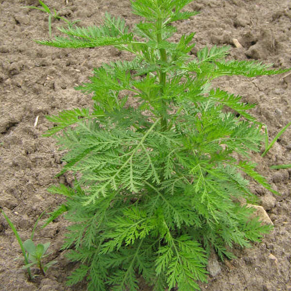 青蒿草干品苦蒿野生中药材2021年新货自晒天然桐臭蒿子泡澡黄花蒿