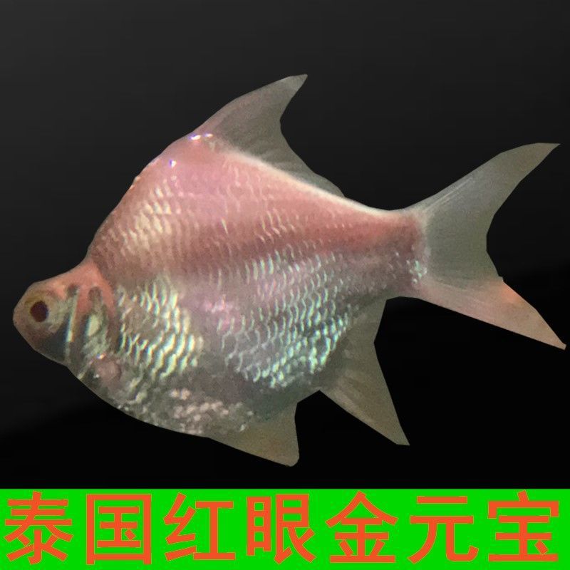 泰国红眼金元宝短身黄化鲫鱼球形白化鲫鱼热带观赏鱼活体龙鱼配鱼