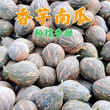 南瓜批发广西香芋宝宝辅食老小新鲜蔬菜一件代板栗速卖通一件代发