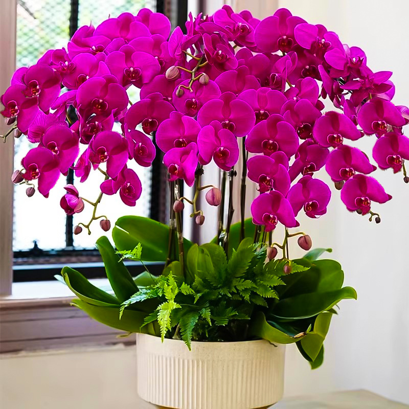 蝴蝶兰盆栽带花剑带花苞花卉秋冬客厅兰花大苗室内植物四季好养活