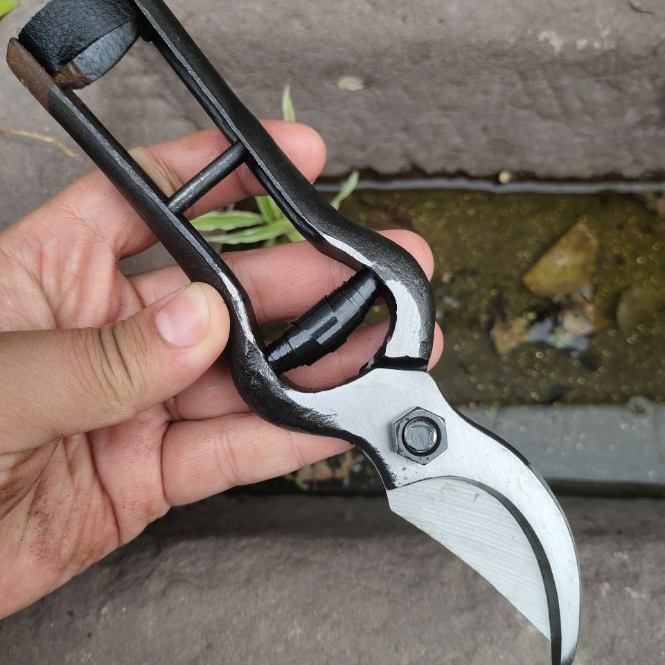 望儿山老式锻打修枝剪摘果剪刀园林园艺花艺采果芽剪修花摘果剪刀