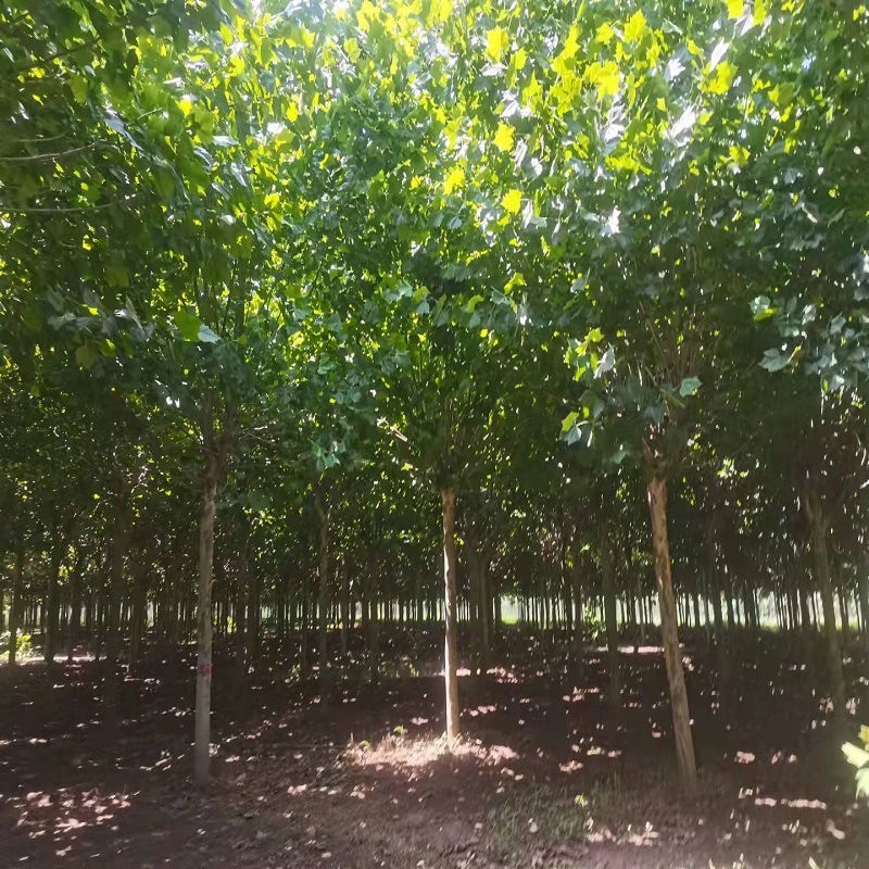 供应法桐 截杆1-3年冠速生法桐 泰安法桐 速生法桐小苗
