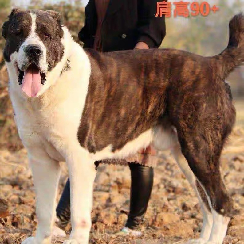 出售精品中亚牧羊犬活体幼纯种双血统俄罗斯大型护卫犬中亚猎狼犬