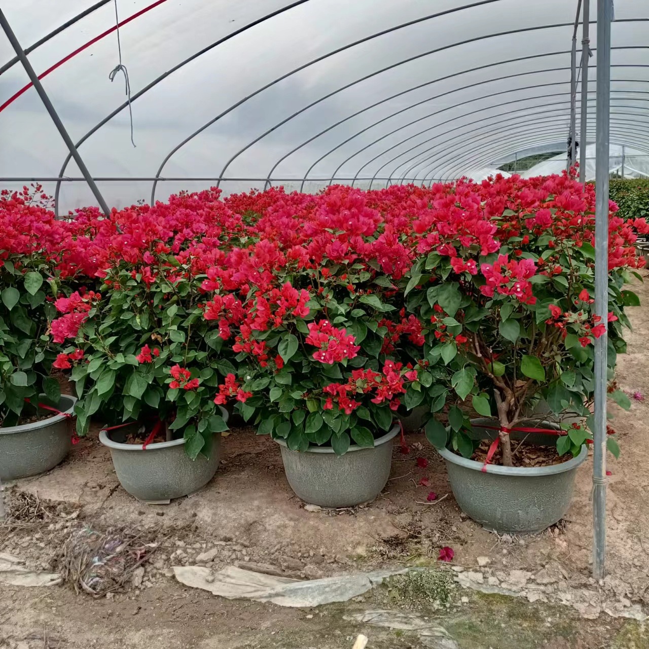 三角梅 福建三角梅基地批发 批发各种 造型三角梅 紫色三角梅球