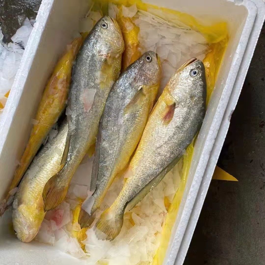 大黄花鱼批发价鲜活新鲜冷冻正宗舟山大黄鱼当天捕捞发货